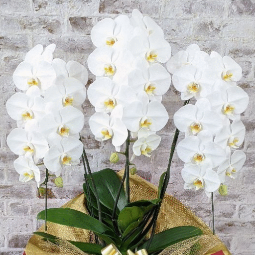 白い胡蝶蘭の鉢植え