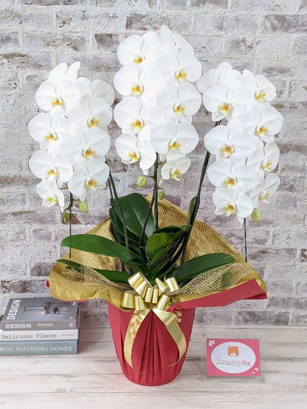 白い胡蝶蘭の鉢植え