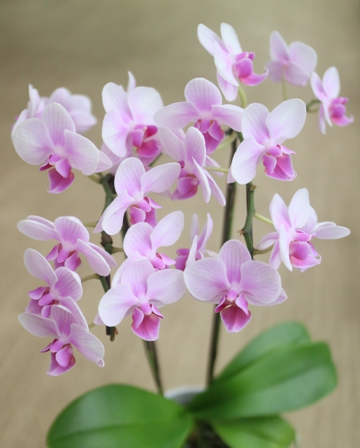 phalaenopsis