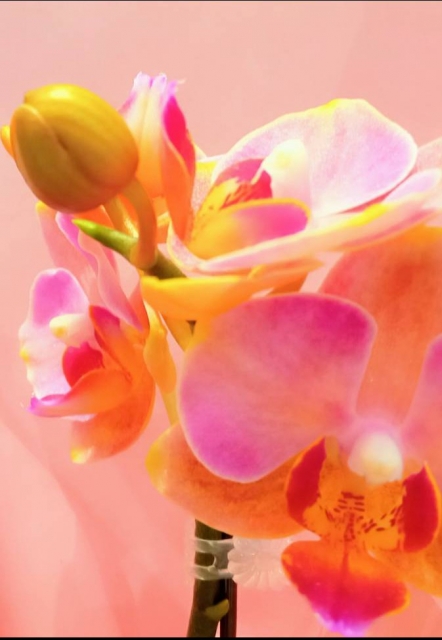 オレンジとピンクの胡蝶蘭の花房アップ写真｜法人の胡蝶蘭贈答を早く正確に通す稟議・経理処理テンプレート付き実務マニュアルのアイキャッチ画像