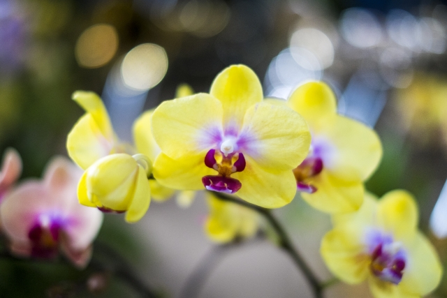 黄色い胡蝶蘭が咲いています