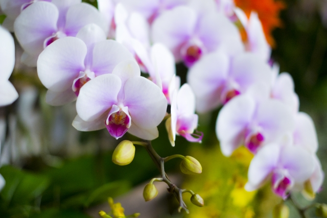 薄いピンク色の胡蝶蘭の満開の様子