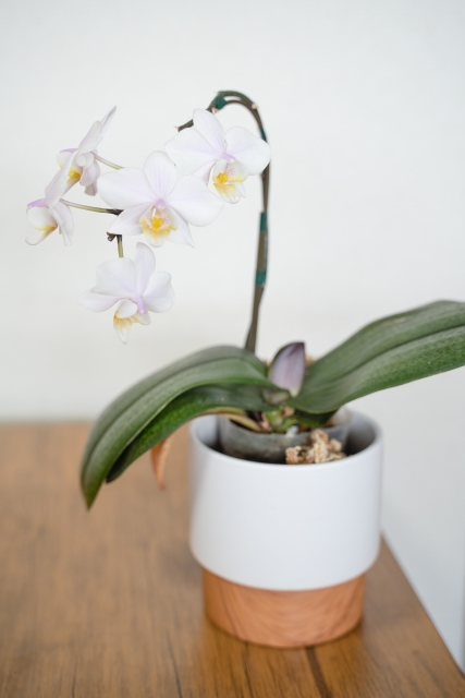 白い胡蝶蘭が咲いています