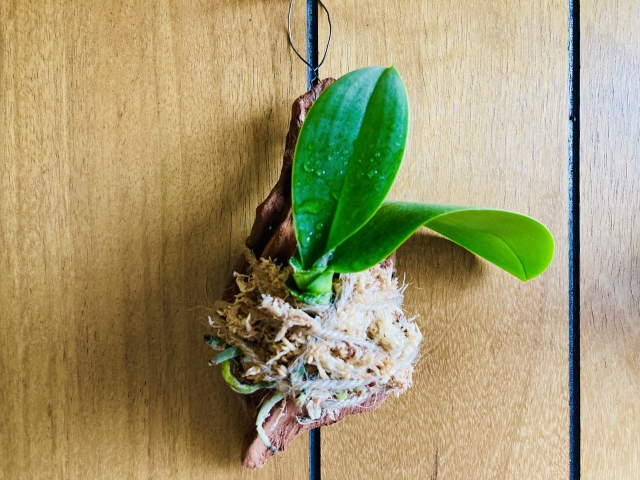 胡蝶蘭の苔玉が吊るされている様子