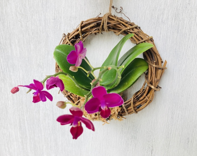 胡蝶蘭のリースに紫色の花が咲いています