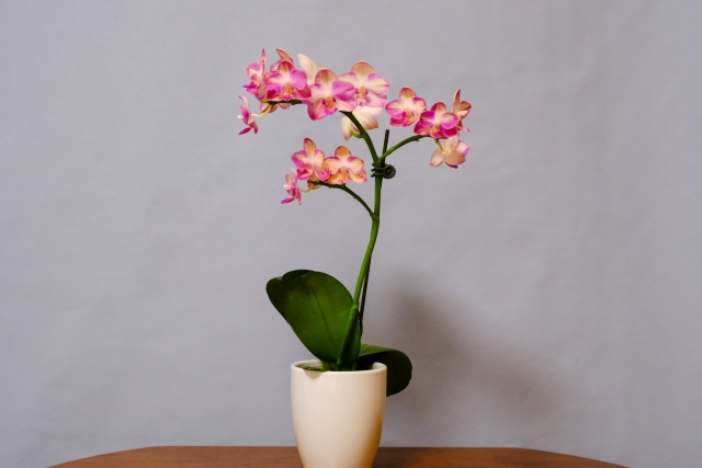 ピンク色の胡蝶蘭が咲いています
