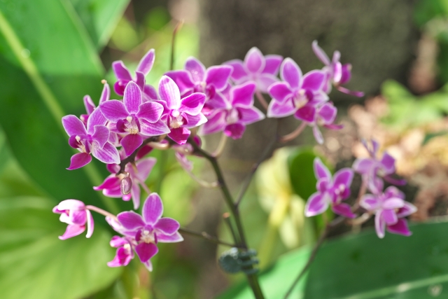 phalaenopsis