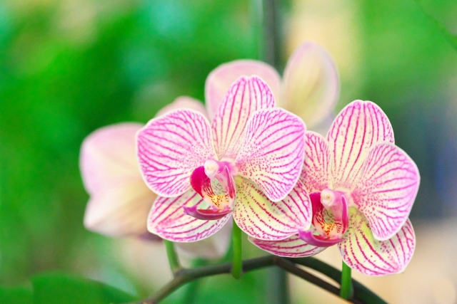 ピンク色の胡蝶蘭が咲いています
