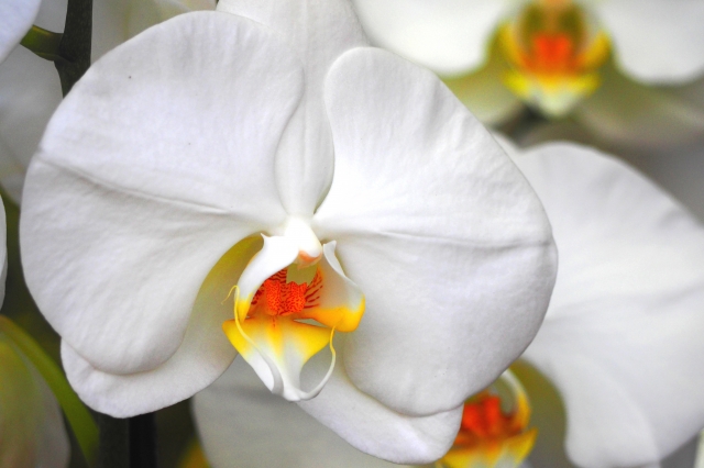 白い胡蝶蘭の花のアップ