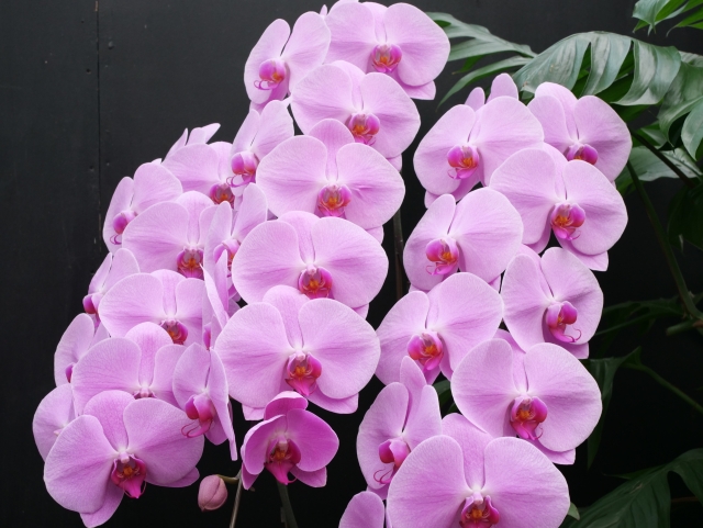 紫色の胡蝶蘭が咲いています