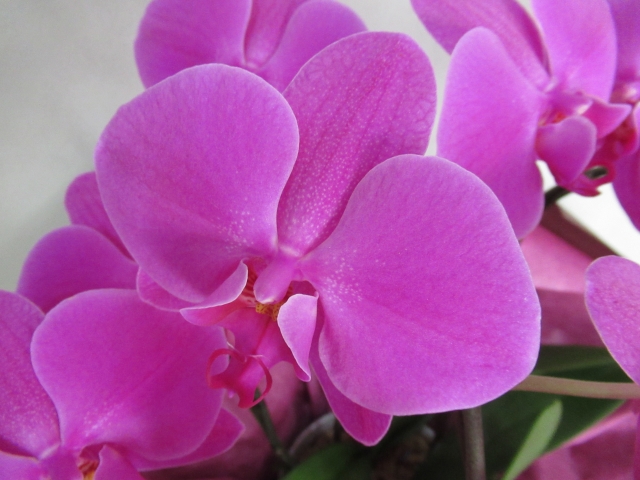 phalaenopsis