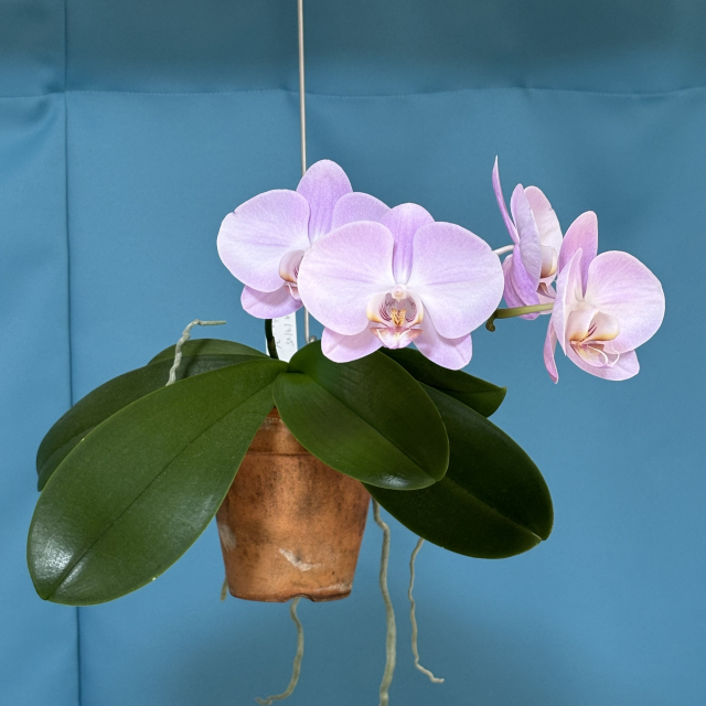 phalaenopsis