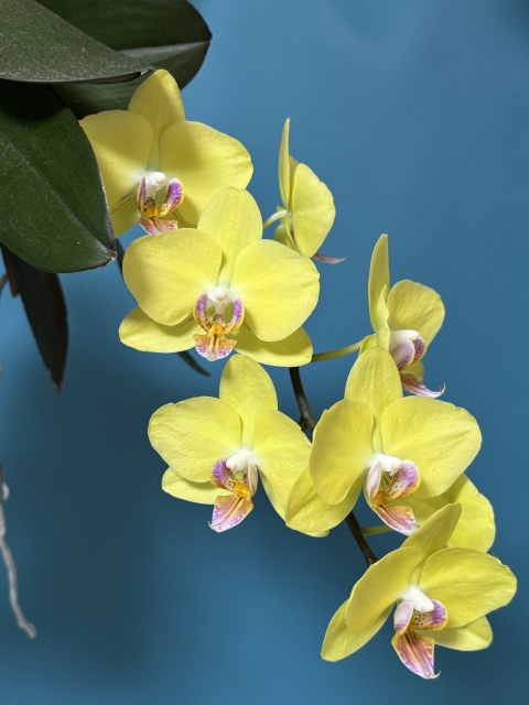 phalaenopsis