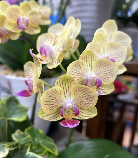 phalaenopsis
