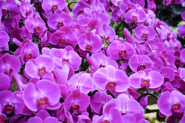 紫色の胡蝶蘭の花が咲き乱れている