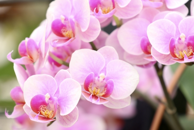 phalaenopsis