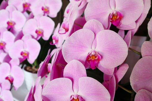 phalaenopsis