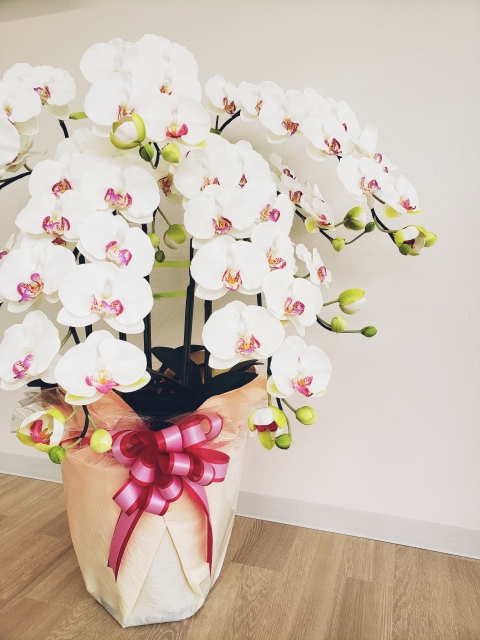 phalaenopsis