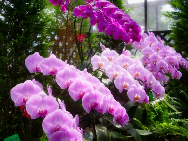phalaenopsis