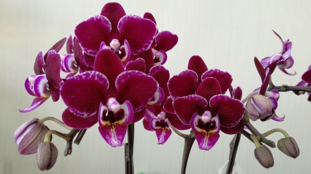 phalaenopsis