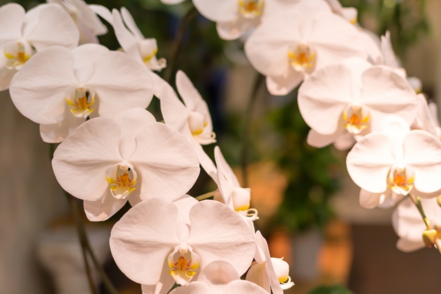 alt="胡蝶蘭を室内で育てる初心者向け管理イメージ"