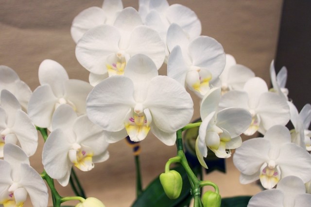 alt="胡蝶蘭の回復の兆しを見守る管理イメージ写真"