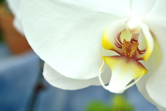 alt="白い胡蝶蘭の鉢植え｜冬の室内で育てるコチョウランのイメージ写真"