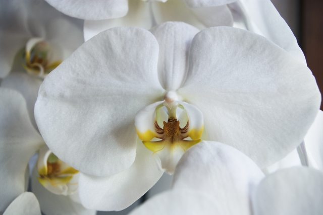 alt="夏の胡蝶蘭管理を解説する記事のイメージ写真"