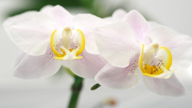 alt="胡蝶蘭の夏の水やり管理を解説するイメージ写真"