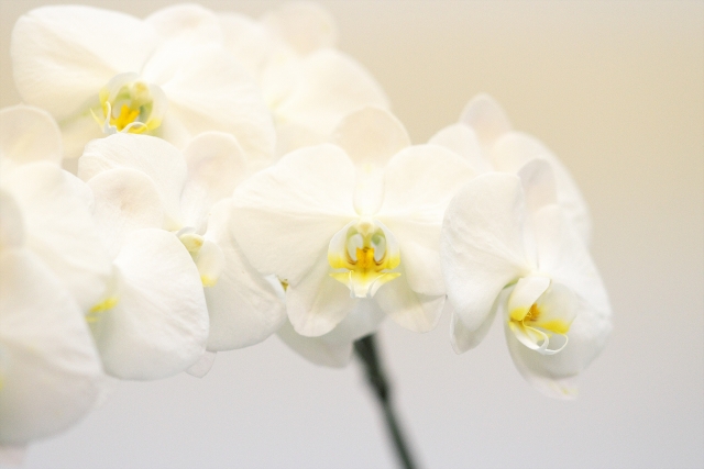 alt="白い胡蝶蘭の花のアップ写真｜室内管理で育つコチョウラン"