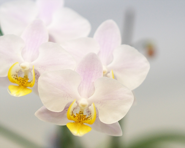 "胡蝶蘭の花と葉の全体写真｜健康な株の状態と室内管理のイメージ">