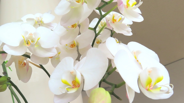 alt="胡蝶蘭の水やりと温度管理のイメージ写真"