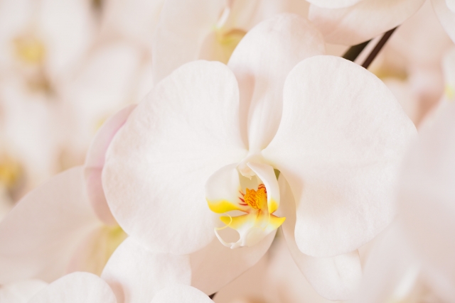 alt="春の胡蝶蘭管理で水やりや肥料の失敗を解説する記事用写真"