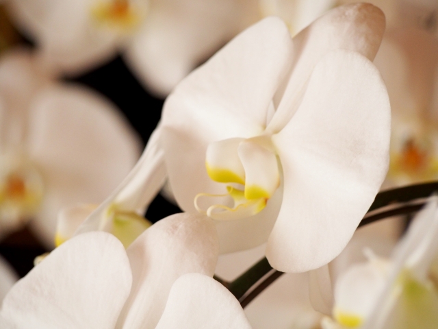 alt="胡蝶蘭の白い花が咲く鉢植え｜コチョウランの花後管理のイメージ写真"