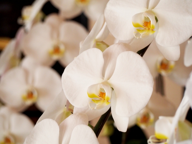 alt="胡蝶蘭を枯らさないための管理ポイントを解説する記事のイメージ写真"