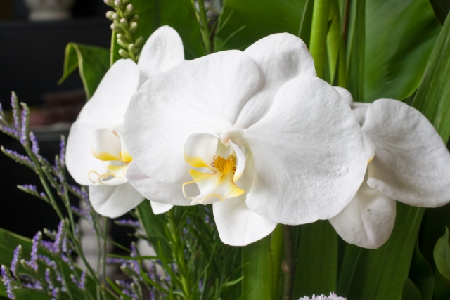 alt="胡蝶蘭の植え込み材の乾き具合を確認するイメージ写真"