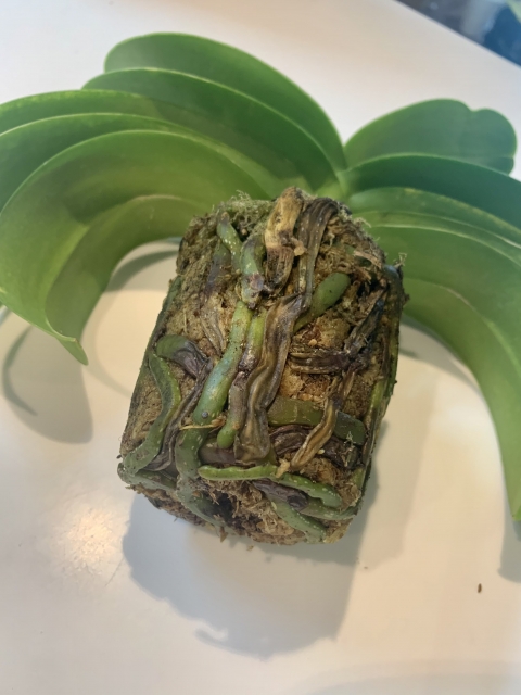 胡蝶蘭の根腐れが進行し黒く変色した根と劣化した水苔の状態が分かる実例写真｜過湿による酸素不足で根が機能停止した株のチェックポイント