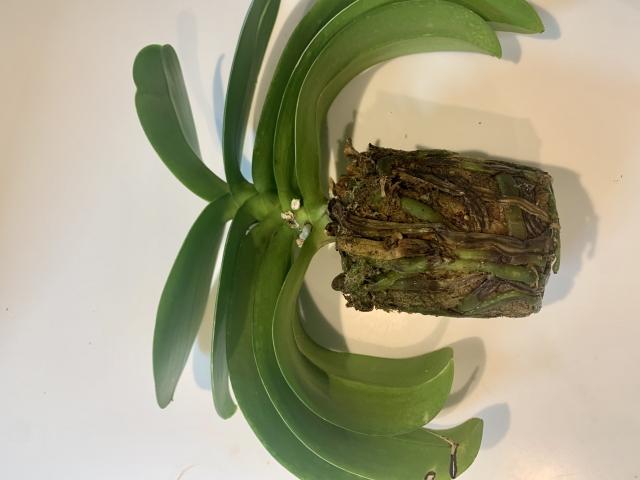 植え替え前に確認したい胡蝶蘭の重度な根腐れ症状｜茶色くブヨブヨになった根と密集した用土から判断できる危険サイン