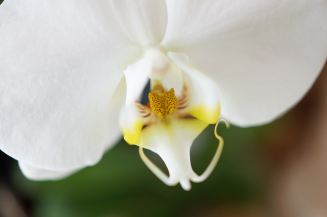 alt="胡蝶蘭の花茎と支柱｜花後に支柱を外す管理イメージ"