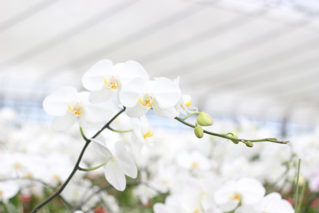 温室内で咲く白い胡蝶蘭（ファレノプシス）の枝を捉えた写真｜つぼみが連なる大輪コチョウランのやわらかな自然光クローズアップ画像