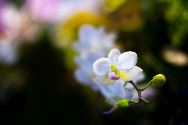 "胡蝶蘭の花のクローズアップ写真｜コチョウランの花弁の質感と開花状態のイメージ">