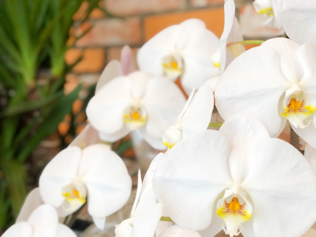 alt="室内に飾られた胡蝶蘭の鉢植えとサイズ選びのイメージ"