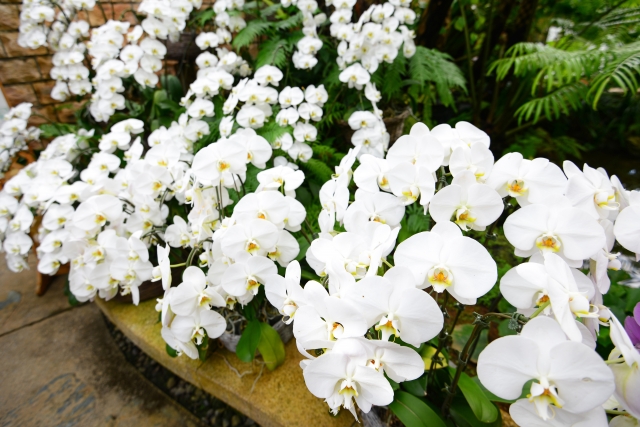 白い胡蝶蘭（ファレノプシス）がベンチ沿いにずらりと並ぶ豪華な群生写真｜屋外ガーデンで咲き誇る大輪コチョウランの華やかな景観画像