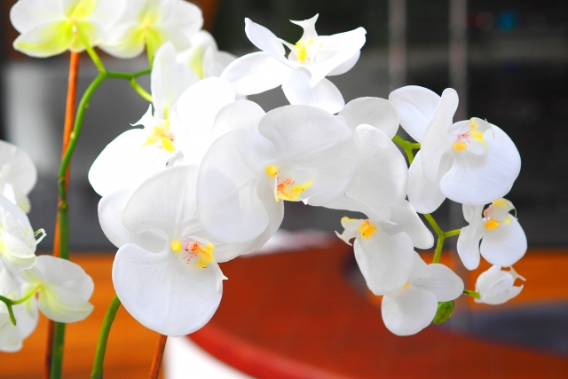 白い胡蝶蘭（ファレノプシス）が枝に連なって咲く様子を捉えた写真｜黄色と淡いピンクのリップが美しいコチョウランのやわらかな室内背景クローズアップ画像