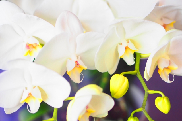 白い胡蝶蘭（ファレノプシス）の花と鮮やかな黄色い蕾を捉えたクローズアップ写真｜やわらかな光に包まれた大輪コチョウランの華やかな接写画像