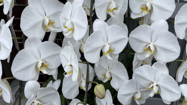 "胡蝶蘭の白い大輪の花が咲く鉢植え｜開花したコチョウランの花姿と管理イメージ写真">
