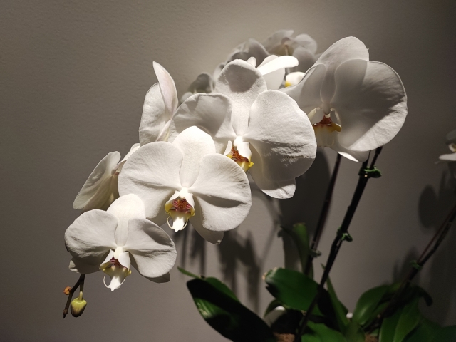 alt="白い大輪の胡蝶蘭の鉢植え｜開花した胡蝶蘭の全体写真"