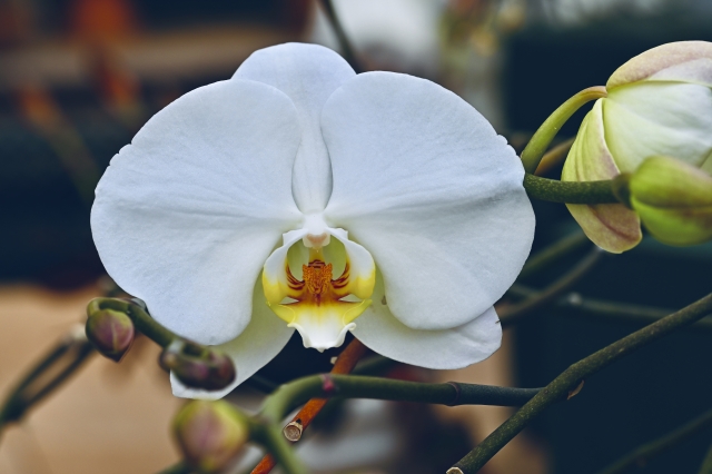 白い胡蝶蘭（ファレノプシス）の一輪を正面から捉えた写真｜黄色いリップとつぼみが並ぶ上品なコチョウランのクローズアップ画像
