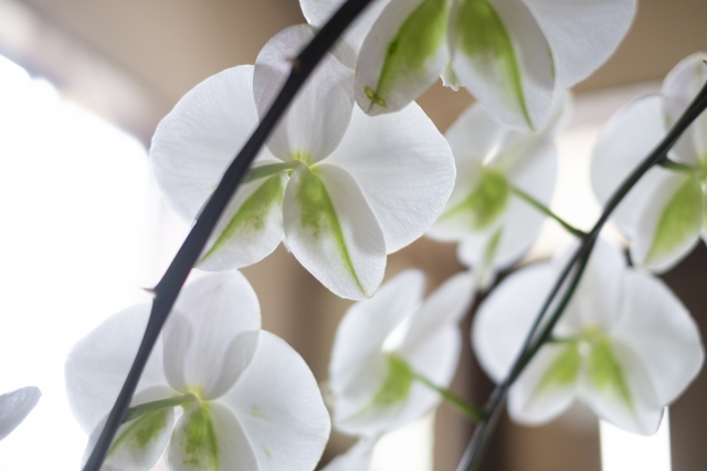 alt="胡蝶蘭の根腐れを防ぐ正しい管理方法を解説するイメージ写真"