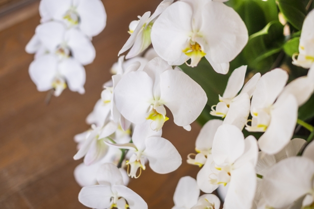 胡蝶蘭の日照不足のサイン｜葉が濃い緑で横に広がる状態の例